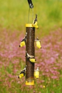 Droll Yankees BUF-15 Bottoms Up Nyjer Feeder for Goldfinches