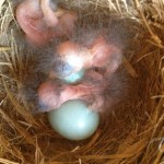 Bluebirds eggs, hatching.