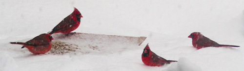 Cardinals-snowy2