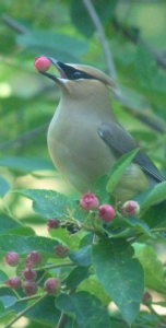 Birds are also pollinators! Cedar Wax Wing eating service berries perched in service berry bush..