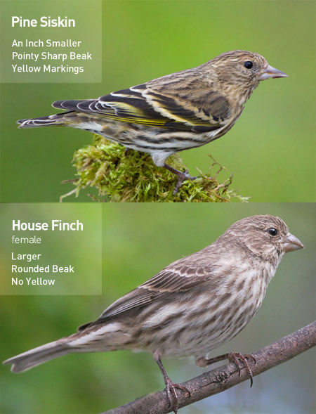 Two images, one House Finch female and one Pine Siskin, with descriptions of their differences in appearance.