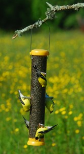American Goldfinches flocking to nyjer-filled Droll Yankees "Bottoms-Up" Finch Feeder