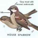 Diagram illustration of House Sparrows male and female denoting distinguishing characteristics.