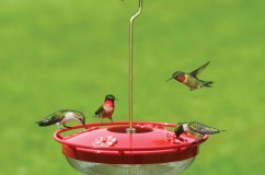 Hummingbird Feeders