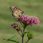 Monarch Butterfly on Swamp Milkweed, Wikipedia
