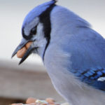 Why Quality Bird Seed Matters- Wild birds must maximize nutrition
