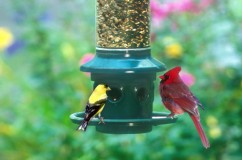 Squirrel-Proof Feeders