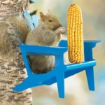 squirrel-in-chair-feeder