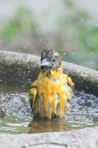 Young Baltimore Oriole in Backyard Bird Bath