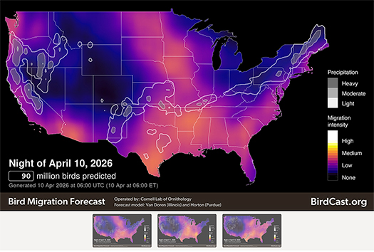 The Backyard Naturalist recommends monitoring Cornell Lab's Birdcast for live updates of birds on the move during migration.