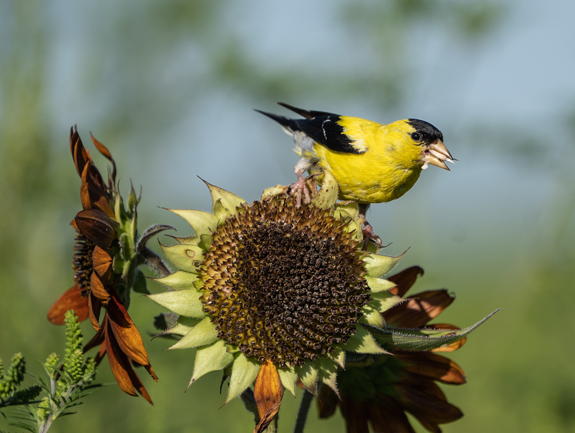 Do less yard work this Fall! Goldfinches are happy to deadhead your flowers for you.