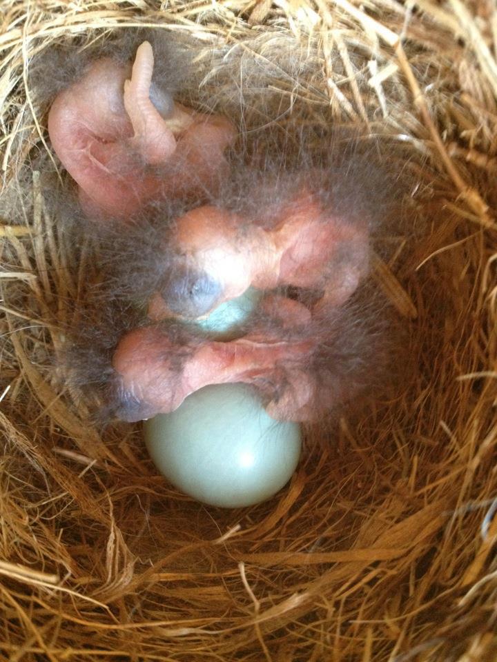 BluebirdHatching The Backyard Naturalist