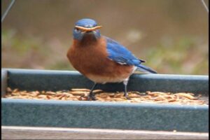 Above: Bluebird with freeze-dried meal worm "moustache" feeds from our recycled Poly Wood Hanging Tray Feeder. Photo from customer Peter Z.