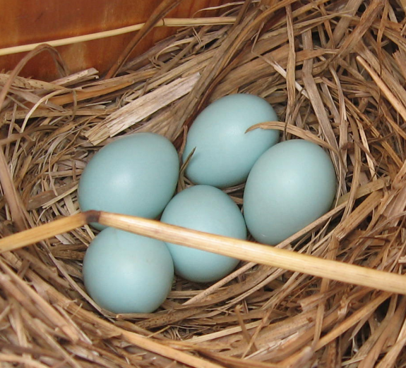 Bluebird nesting box filled with eggs. The Backyard Naturalist reminds you it's time to clear out the old debris and get those boxes up.