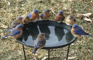 Bluebirds gather around bird bath at Jenny Hendershot's house.