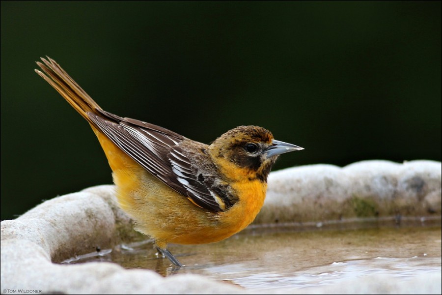 FemaleBaltimoreOriole The Backyard Naturalist