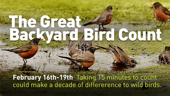 The Great Backyard Bird Count 2024. Take 15 minutes to count the birds you see and help make a world of difference.