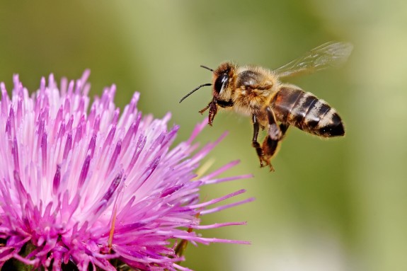 Honeybee landing on milkthistle flower. Photo from WIkipedia Commons.