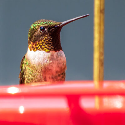 The Backyard Naturalist has all the Hummingbird feeding supplies and accessories for you to be a perfect host for Hummingbirds in your backyard.