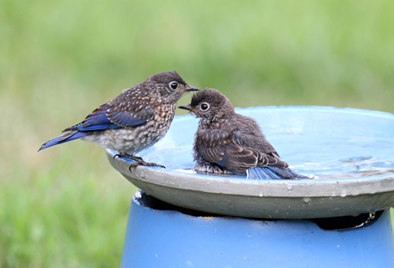 Eastern Bluebird Juveniles discovering a backyard bird bath.