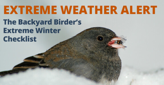 Three things you can do right now to help your backyard birds survive e extreme cold and heavy snow.