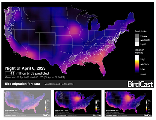 Have you ever wondered how many birds are in the air at any given time? Track Spring Migration at Cornell Lab's Birdcast. See birdcast.info.