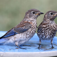 The Backyard Birder's Spring Checklist - Enjoy the rewards of maintaining a bird bath: Juveniles discovering your bird bath for the first time.