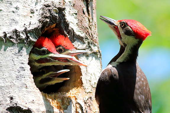 The Backyard Naturalist Father of the Year Award Winner for Grit and Determination: A Pileated Woodpecker feeds his young while they're safely nestled in the tree cavity that took him 3-6 weeks to excavate for them! Way to go, Dad!