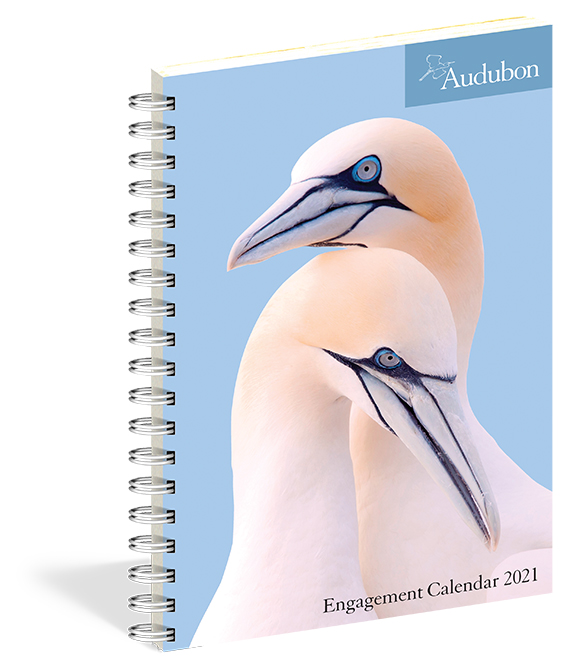 Nature Calendars and Wild Birds Holiday Greeting Cards