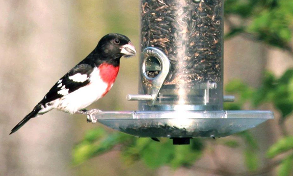 The Backyard Naturalist has Droll Yankees feeder accessories, like the A-6T add on Seed Tray.