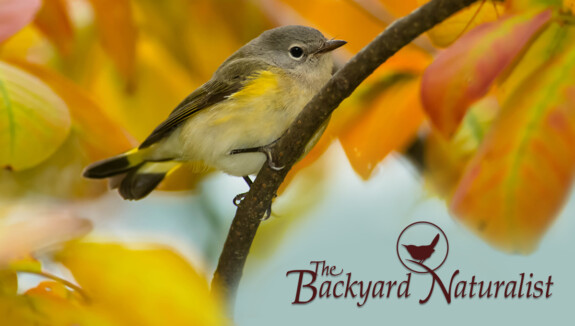 Fall Migration is exciting for backyard birders. You never know who will show up at your bird bath!