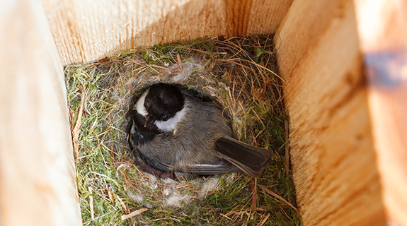 The Backyard Naturalist has bird houses appropriate for Black-capped Chickadees nesting. Secure and protected from weather and treacherous English House Sparrows.