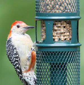 The Backyard Naturalist in Olney, MD stocks Squirrel-Proof feeders, including the Brome Bird Care Peanut Squirrel-Proof Feeder