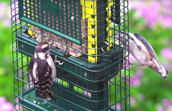 TheBYN-Brome-Suet-Squirrel-Proof-Feeder - The Backyard Naturalist