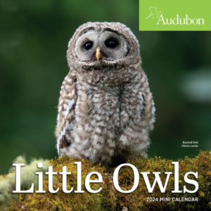 Audubon's Little Owls Mini Calendar is here. The Backyard Naturalist has 2024 calendars in stock, including Audubon Birds, Songbirds, Kids Birding, Nature, 365 Kittens or Puppies, Sloths, Tiny Owls and more in Wall, Mini, Engagements, Pocket Planners and Page-A-Day formats.