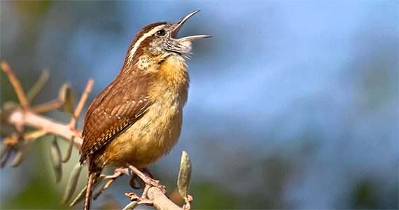 Carolina Wren singing its heart out. This bird inspired The Backyard Naturalist logo, thirty years ago, and continues to inspire us daily. Photo Lorraine Hudgins /Shutterstock