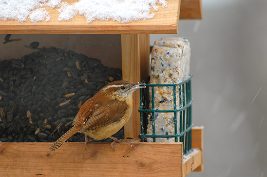 Carolina Wren enjoying Black Oil Sunflower Seed and Suet from a backyard feeder.