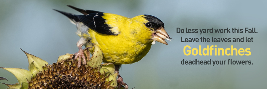 This Fall, do less yard work. Leave the leaves and let Goldfinches deadhead your flowers.