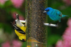 Droll Yankees Bottoms Up® Yellow Finch Feeder