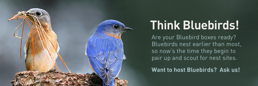 TheBYN-Eastern-Bluebird-Nesting-Season - The Backyard Naturalist