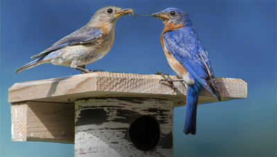 TheBYN-Eastern-Bluebirds-Gilbertson-Nest-Box - The Backyard Naturalist