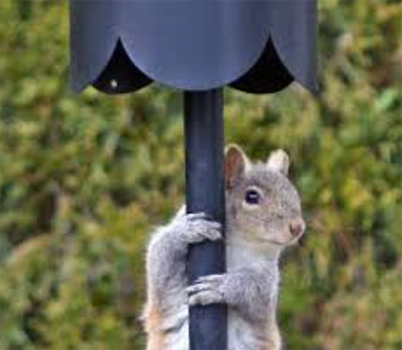 The Backyard Naturalist can help you figure out how to foil those squirrels from cleaning out your bird feeders!
