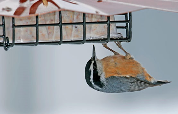 The Backyard Naturalist stocks Erva's popular Upside Down Suet Feeder - Red-breasted Nuthatch not necessarily included!
