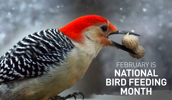 February is National Bird Feeding Month, but every DAY is Bird Feeding Day aat The Backyard Naturalist.