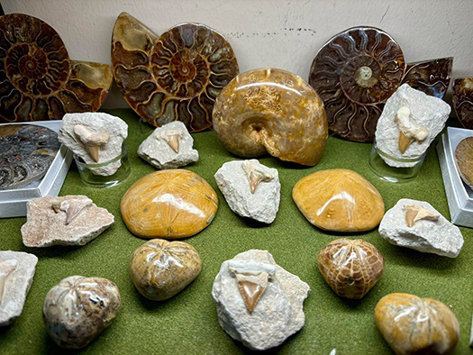 The Backyard Naturalist has the DC area's best selection of Rock, Mineral, Crystal and Fossil specimens. Come see yourself! Fresh shipment is being unpacked now, so shop soon for best picks!