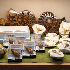 Fossils