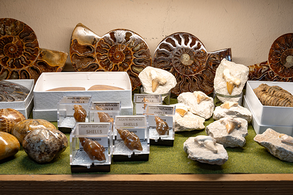 The Backyard Naturalist has the DC areas best selection of Rock, Mineral, Crystal and Fossil specimens. Fresh shipment has just arrived, so shop soon for best picks.