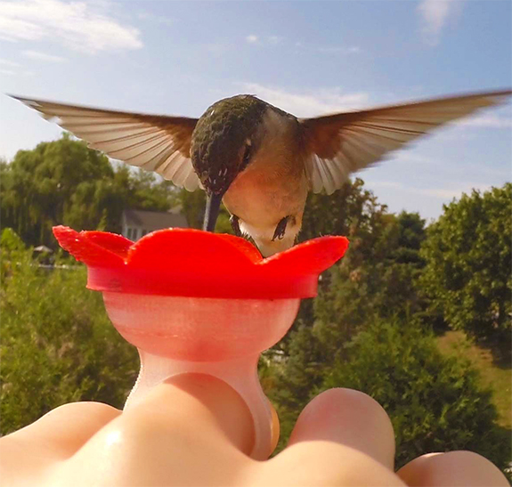 Hand feed Hummingbirds with this fun 'Hummer Ring'. Fill with nectar and stand still! How cool is this???!!!