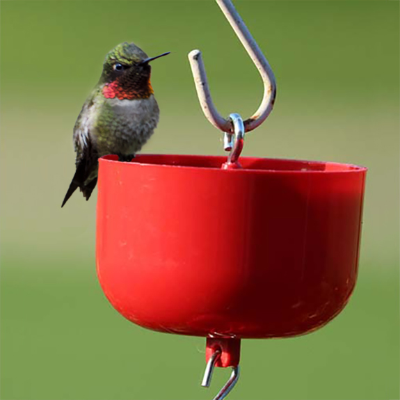 Ruby-throated Hummingbird rests on the Nectar Protector Ant Moat hanging above a Hummingbird Nectar Feeder.