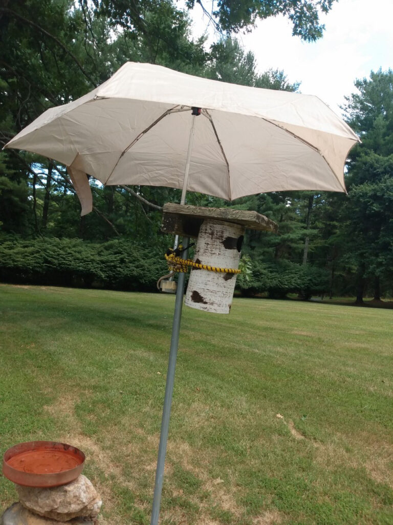 Creative way to help shield Bluebird nestbox during. extreme hot weather. Photo by Betsy Taylor.